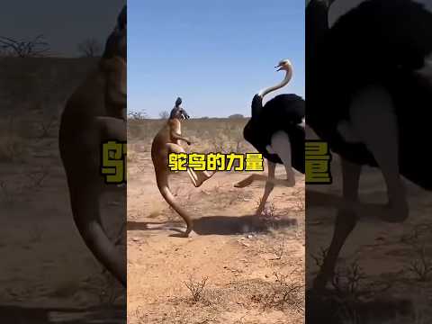 鴕鳥：地球上最大的巨型鳥類，擁有恐怖強大的致命腳力 #動物世界