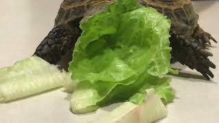 Russian Tortoise Reptiles Videos