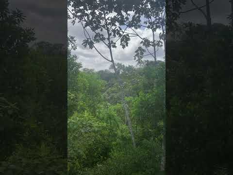 Sons da Floresta Amazônica - Mazagão - AP - Agosto 2026