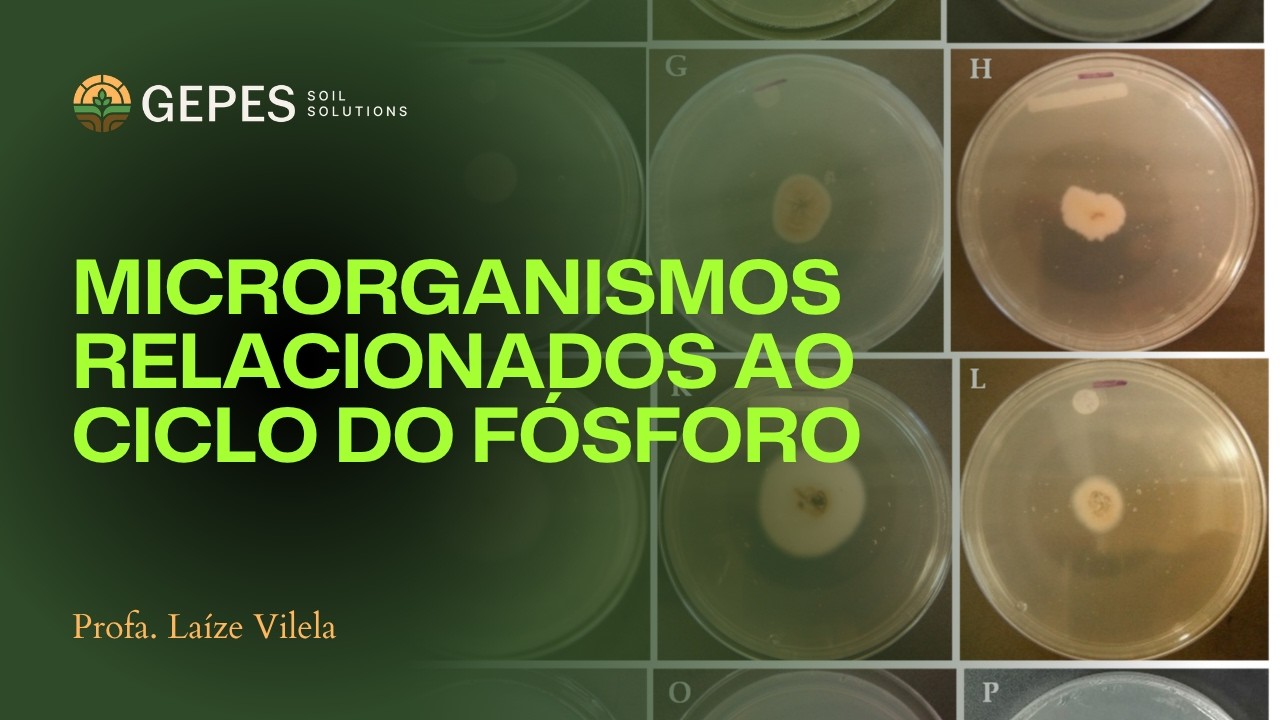 Biologia do solo: Microrganismos e o ciclo do fósforo no solo