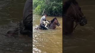 atravessando bezerro no rio cheio
