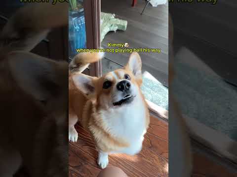 POV: you’re playing ball wrong and Kimmy’s not having it🐶 #dog