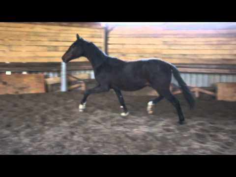 SEZUAN SECRET STAR  SEZUANITO - For Sale