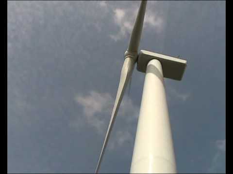 Do wind farms kill birds?