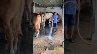 Download lagu The shepherds regularly clean the cow dung and carpets with water#bulls #cowdung #carpetcleaning#fyp mp3 Download lagu The shepherds regularly clean the cow dung and carpets with water#bulls #cowdung #carpetcleaning#fyp mp3