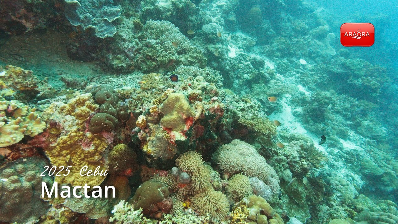 Sept 2025: Into the Blue of Mactan