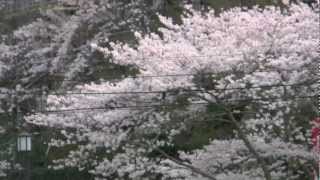 preview picture of video '桜・臨済宗方広派本山・方広寺5(浜松市奥山）,Sakura,Hoko-temple,Hamamatsu,Japan'
