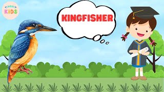 Kingfisher Facts For Kids 😊 Learn All About Kingfishers | MON Kids