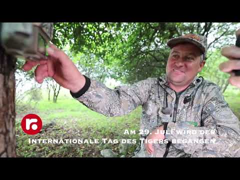 Am 29 .Juli wird der Internationale Tag des Tigers begangen