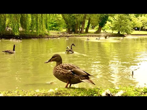 Swan and Duck Close Up - (Featuring Canada Geese Honking and a Swoose) - West Green House Gardens