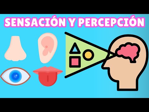 What are Sensation and Perception and What are Their Differences?