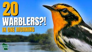 We Found 20 Warbler Species Before Noon!