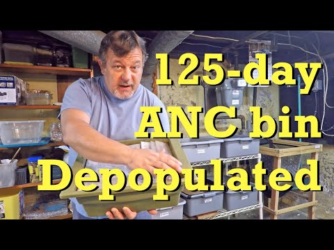 125-day ANC worm bin depopulated after only 3 weeks - vermicomposting
