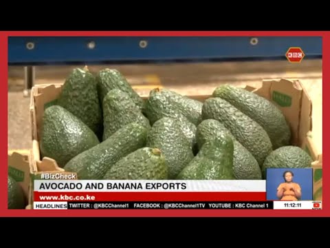 Biz Check | Avocado & Banana Exports