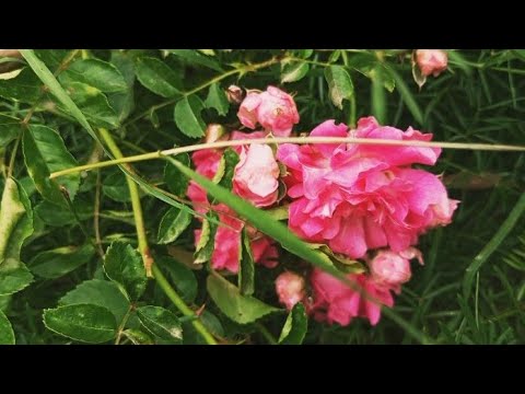 Rosas 🩷🌹, plantas 🌿, árboles 🌳🌲. Las Toscas, Canelones, Uruguay 🇺🇾