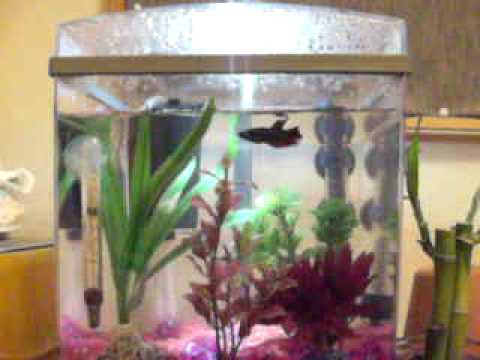 My  Betta Fish Tank