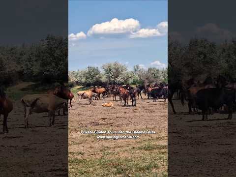 Wild Horses from Letea, Danube Delta, Romania