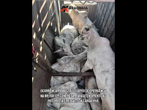 CARRETA COM CARGA DE BOVINOS CAPOTA NA BR-158, EM CONFRESA; BOMBEIROS RESGATAM ANIMAIS.