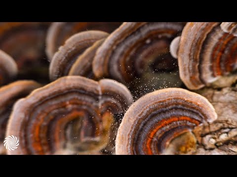 Headroom - 16Bit Masterchef