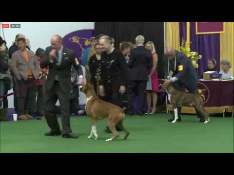 dog show boxer westminster 2016