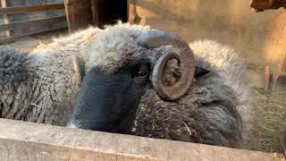 Этнографический комплекс «Украинское село» отзывы посетителей