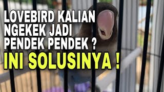 Download lagu Causes and solutions for lovebirds that previously had a long chirp to become short chirps mp3 Download lagu Causes and solutions for lovebirds that previously had a long chirp to become short chirps mp3