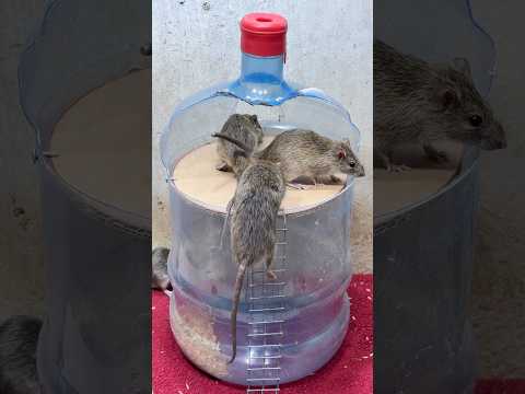 Rat traps creative/best spinning mouse trap #rattrap #mousetrap