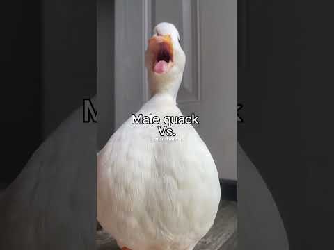 Male quack Vs. Female quack.