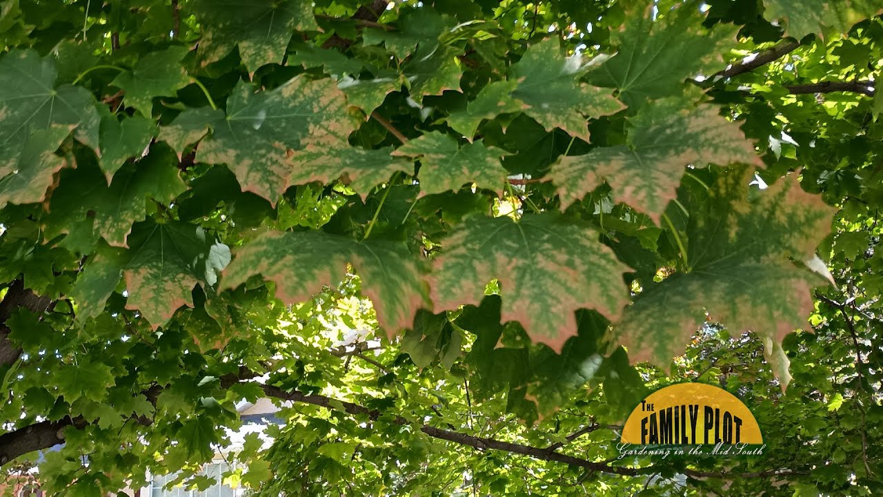 What kind of tree has reddish brown leaves? Tipseri