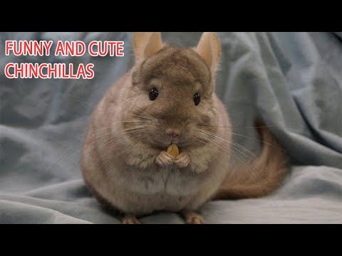 Compilation de chinchillas drôles et mignons | meilleures vidéos de chinchillas mignons