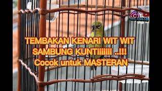 Download lagu masteran pleci tembakan wit-wit kenari Kunti.. mp3
