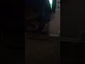 Blue S Clues Blue S Big Musical Silly Hats