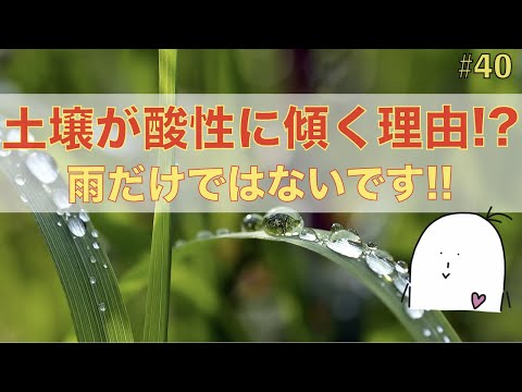 森林の土壌はそれほど酸性ではなくなりました