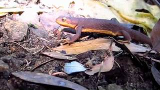 Gingrich the &quot;Newt&quot;.m4v