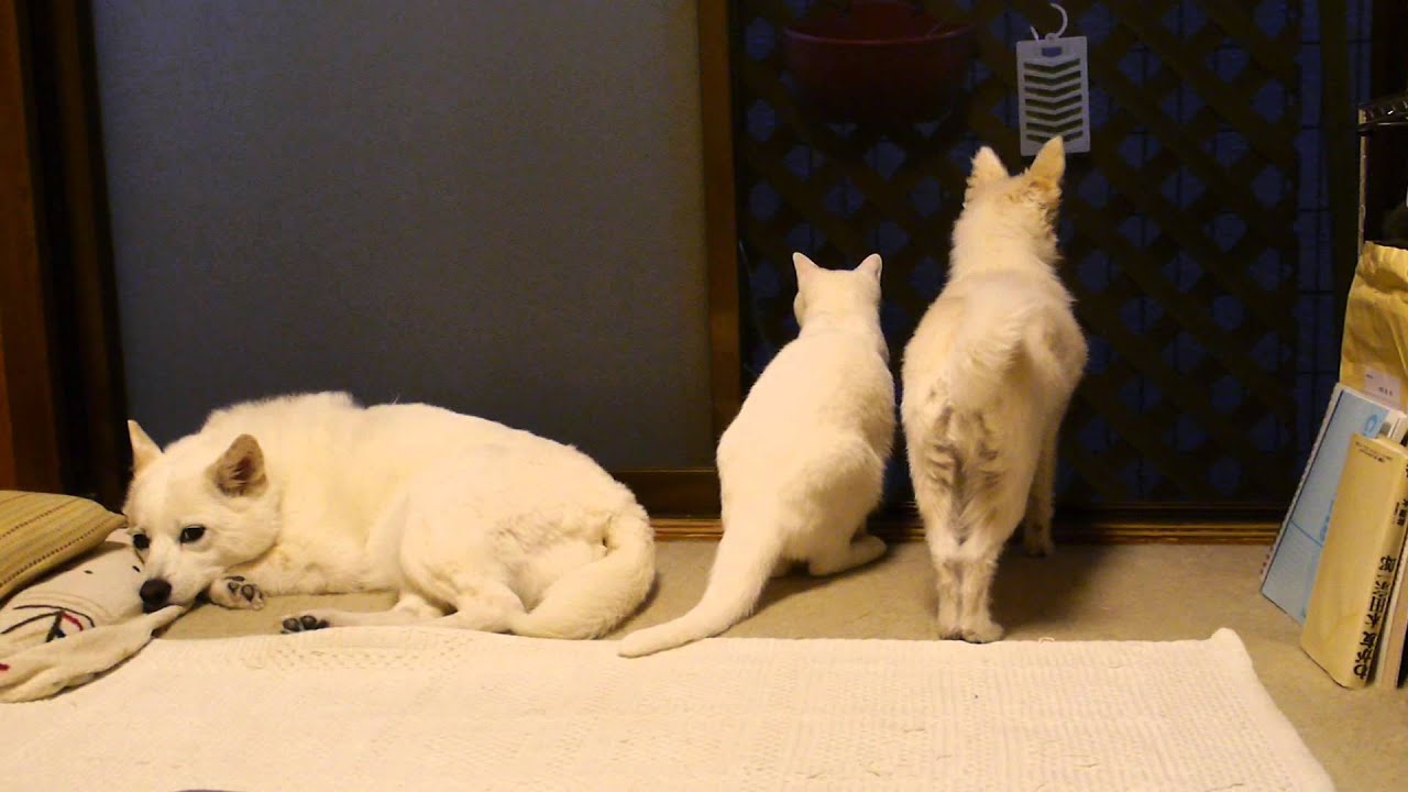 ひっついていたい犬