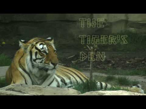 January 26th Power Trading Hour with David White on TFNN   2017