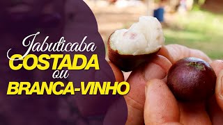 Miniatura do vídeo