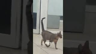 GATA DEMANDA A SU GATO #humor