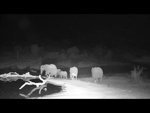 Djuma: Elephants come in for night time drink - 18:52 - 08/30/19