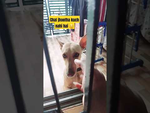 Dogs Doing Crazy funny things | NOT THE SMARTEST DOGS doing DUMB THINGS - LAUGH at FUNNY DOGS puppy