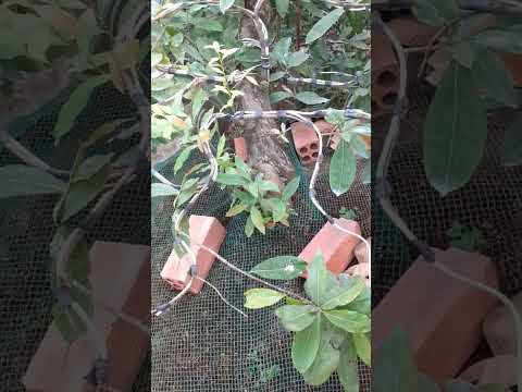 mai.vàng  giá  rẻ. 0963264358