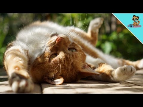 The Body Language Of Your Cat FINALLY Explained