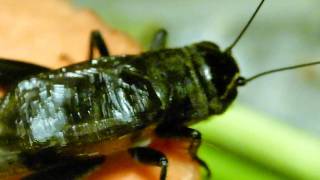 Jimmy Cricket - Mute Chirp? エンマコオロギ♂の無音翅振動