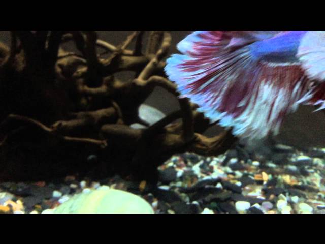 Betta Fish Tank Mates