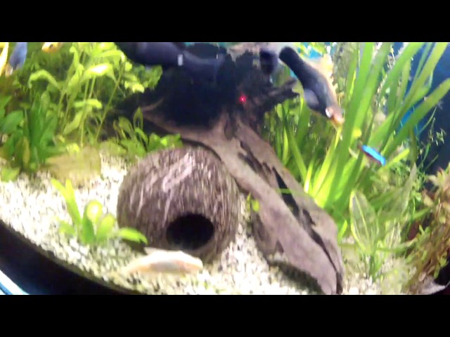 ᴴᴰ Fish Tank Aquarium Tropical FreshWater GoPro UnderWater