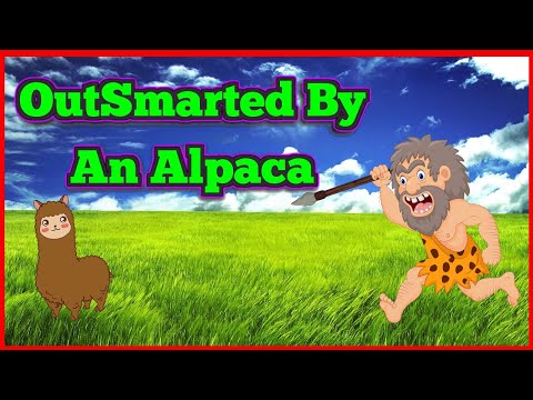 Outsmarted by an alpaca  #sapiens
