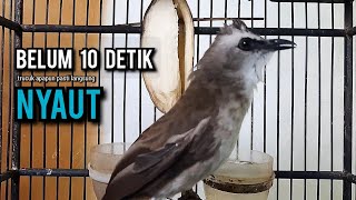 Download lagu trucukan gacor TARUNG ROPEL PANJANG pancingan trucukan agar bunyi jadikan burung trucuk gacor EMOSI mp3