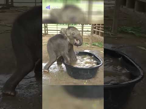 #1 Baby Elephant Chaba First Time In The BathTub - ElephantNews