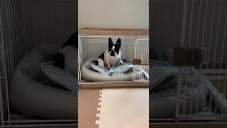 【フレブルの流儀準備中は邪魔にならない様に、お部屋で待つ派みたいです😂