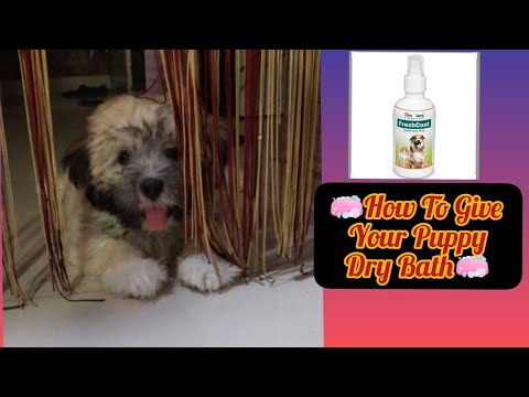 🧼How To Give Your Puppy Dry Bath🧼Puppy Bathing Guide 🤗